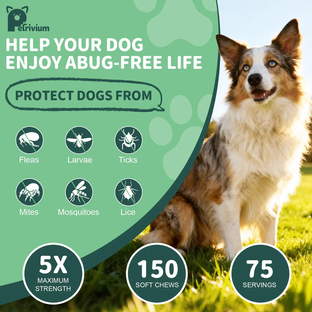 Petrivium Dog Flea & Tick Support Soft Chews - 150Ct Natural Pesticide-Free Vitamin Supplement with Rosemary Repel, Chicken Flavor, Suitable for Puppies & All Breeds/Sizes
